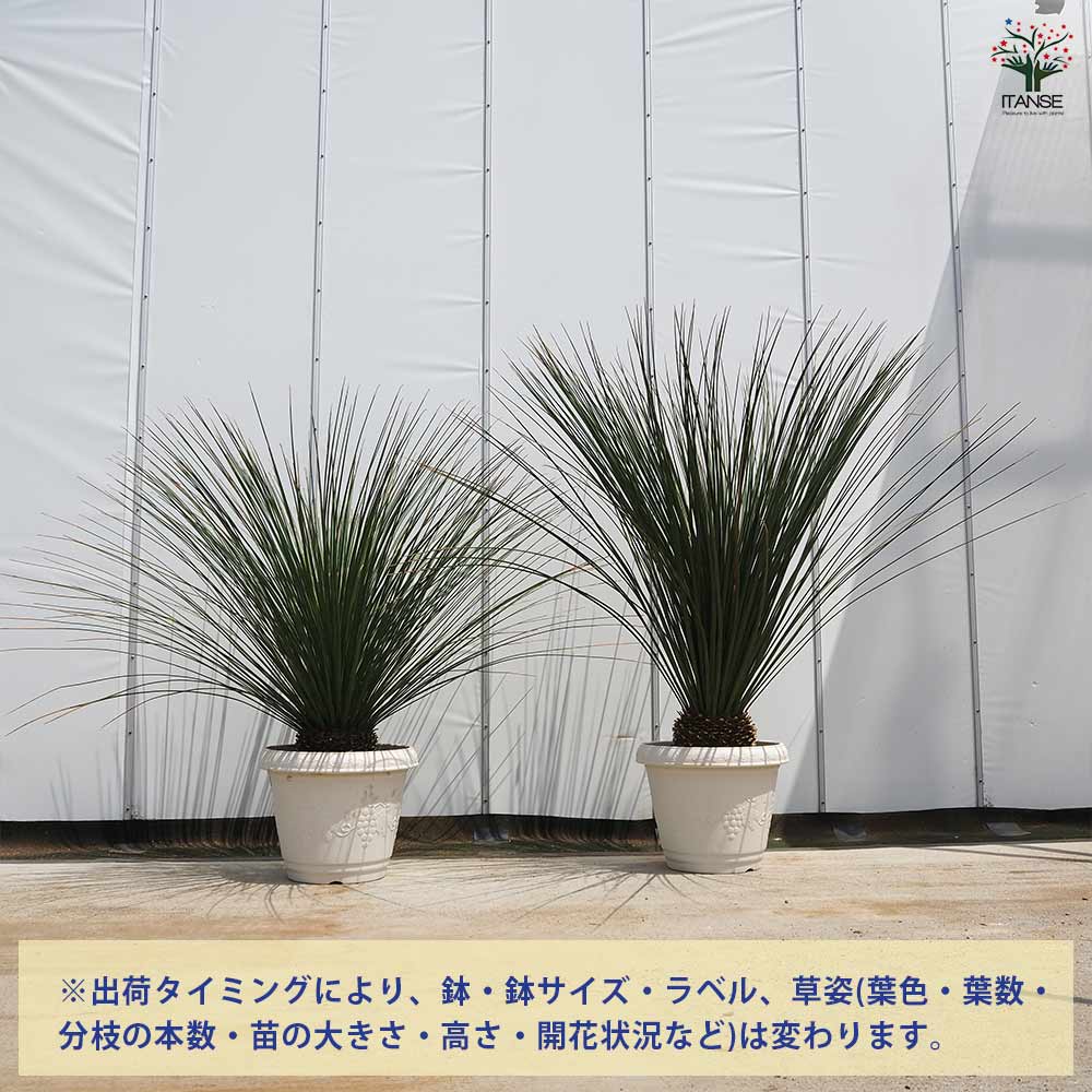 ダシリリオン ロンギッシマム 【多肉植物 13号／1個売り