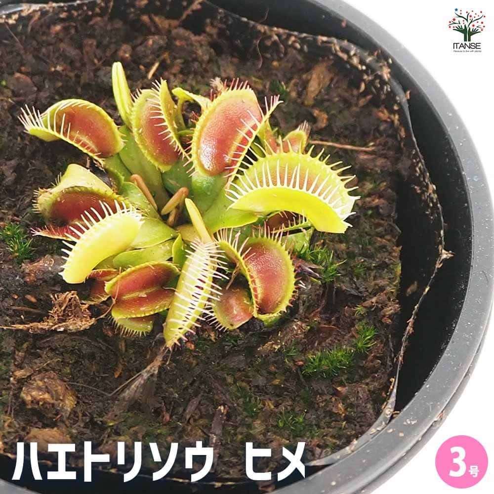 食虫植物 ハエ取り草 姫(ヒメ) 【観葉植物 3号／1個売り】