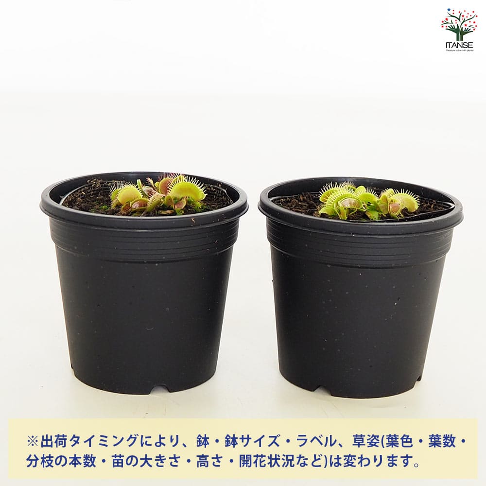 食虫植物 ハエ取り草 姫(ヒメ) 【観葉植物 3号／1個売り】