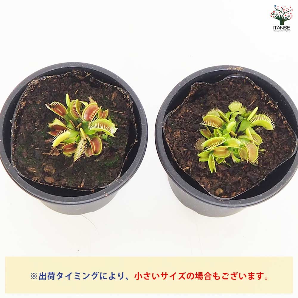 食虫植物 ハエ取り草 姫(ヒメ) 【観葉植物 3号／1個売り】