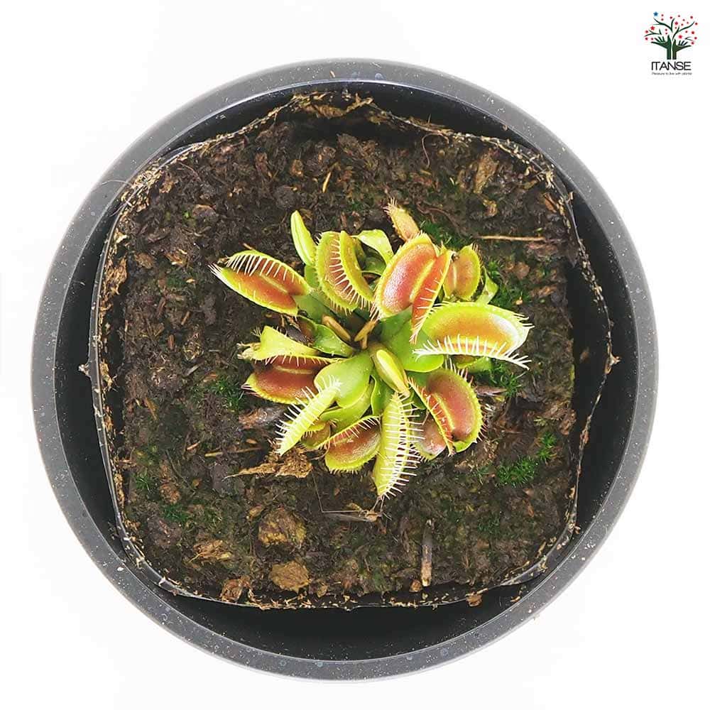 食虫植物 ハエ取り草 姫(ヒメ) 【観葉植物 3号／1個売り】