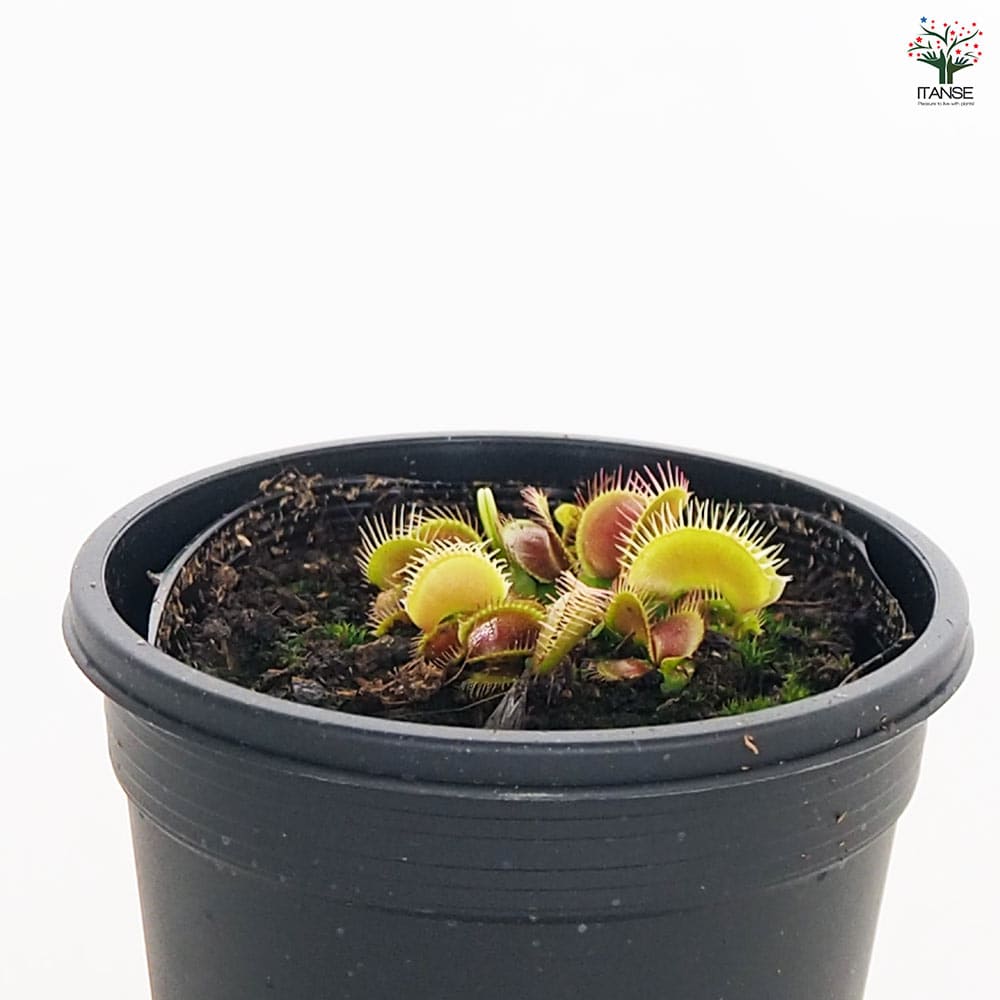 食虫植物 ハエ取り草 姫(ヒメ) 【観葉植物 3号／1個売り】