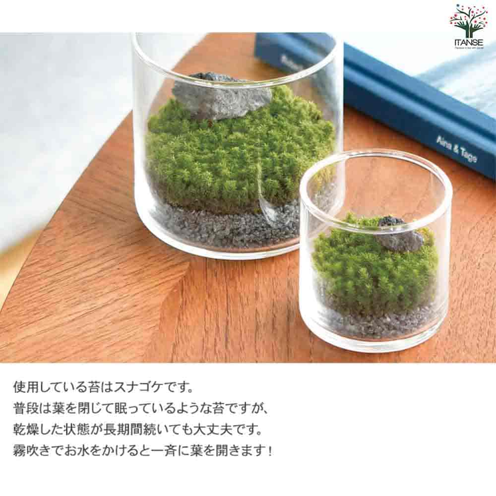 栽培セット グラストモス S