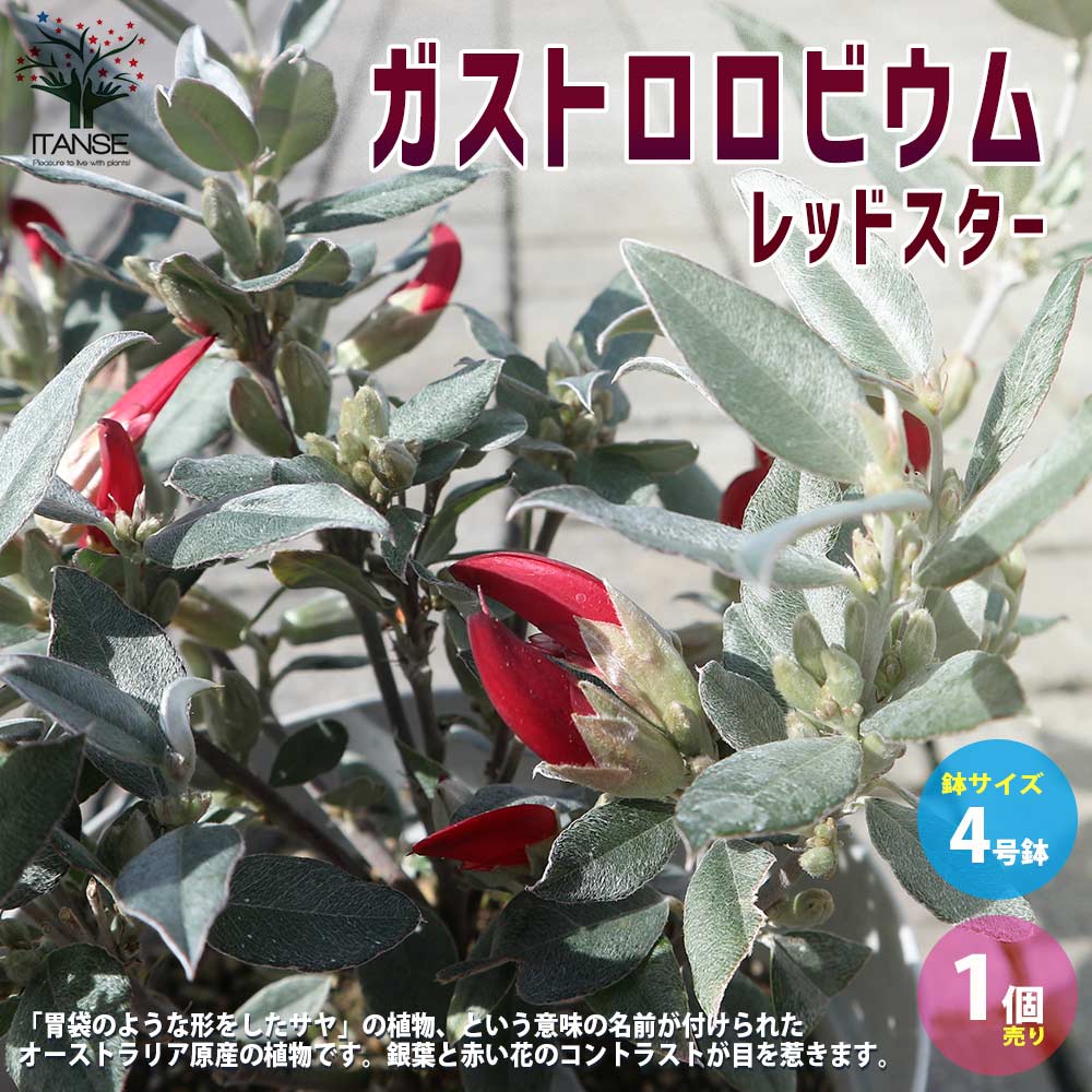 ガストロロビウム・レッドスター 【庭木 3.5～4号鉢／1個売り】