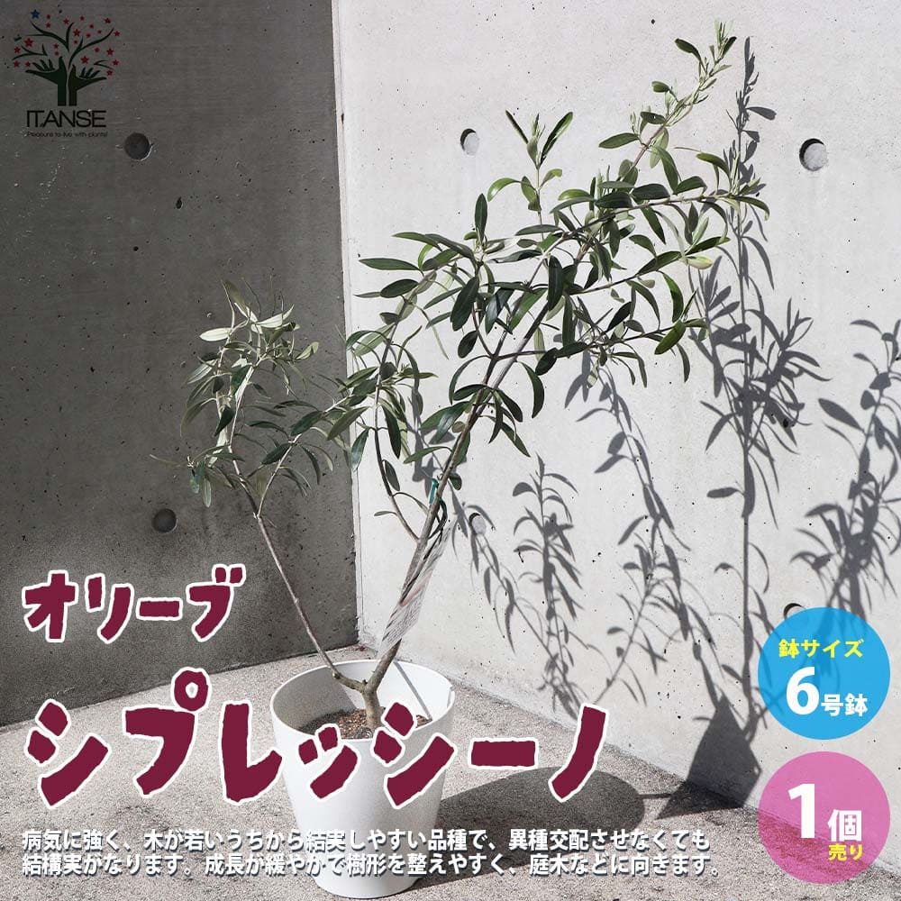 オリーブ シプレッシーノ白テーパ鉢 【果樹の苗木 6号／1個売り