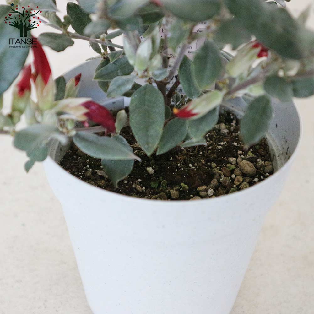 ガストロロビウム・レッドスター 【庭木 3.5～4号鉢／1個売り】