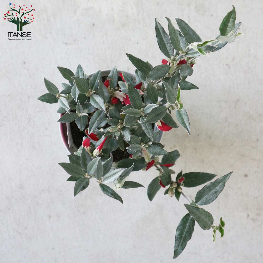 ガストロロビウム・レッドスター 【庭木 3.5～4号鉢／1個売り】