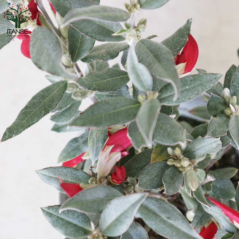 ガストロロビウム・レッドスター 【庭木 3.5～4号鉢／1個売り】