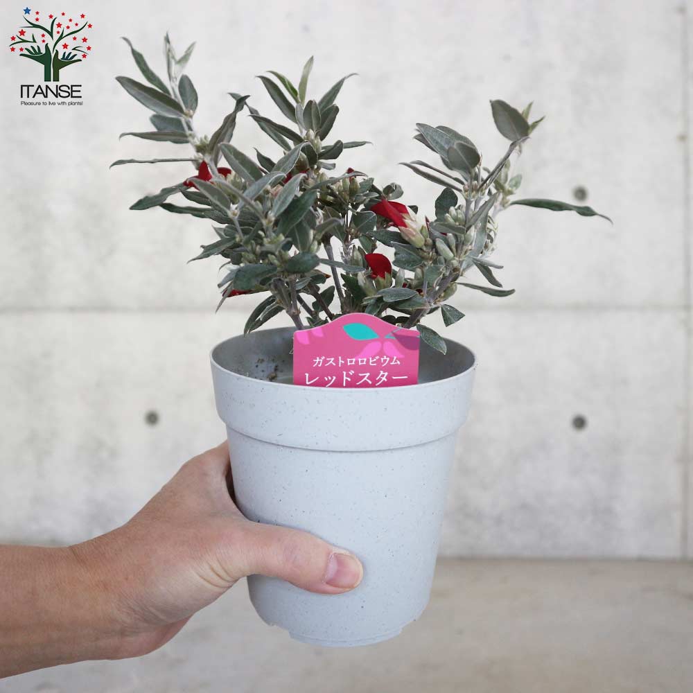ガストロロビウム・レッドスター 【庭木 3.5～4号鉢／1個売り】