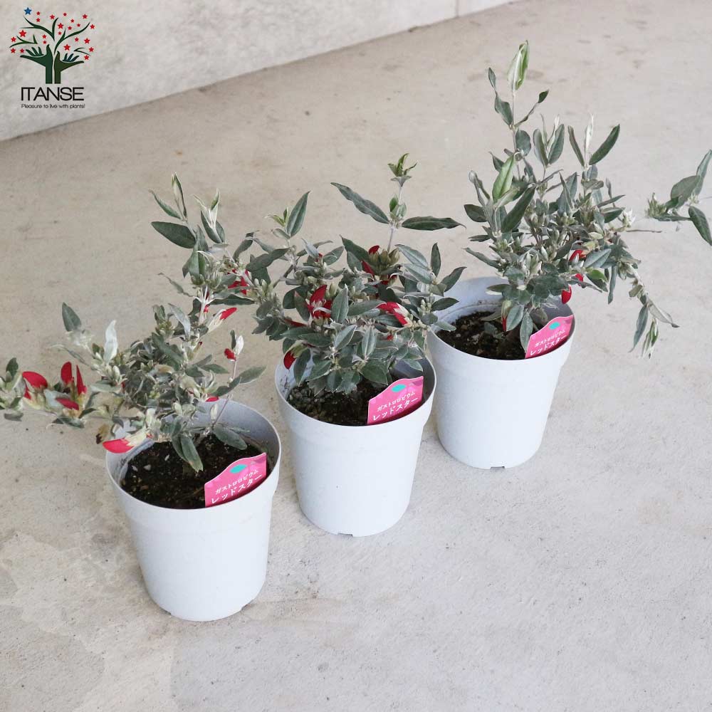 ガストロロビウム・レッドスター 【庭木 3.5～4号鉢／1個売り】