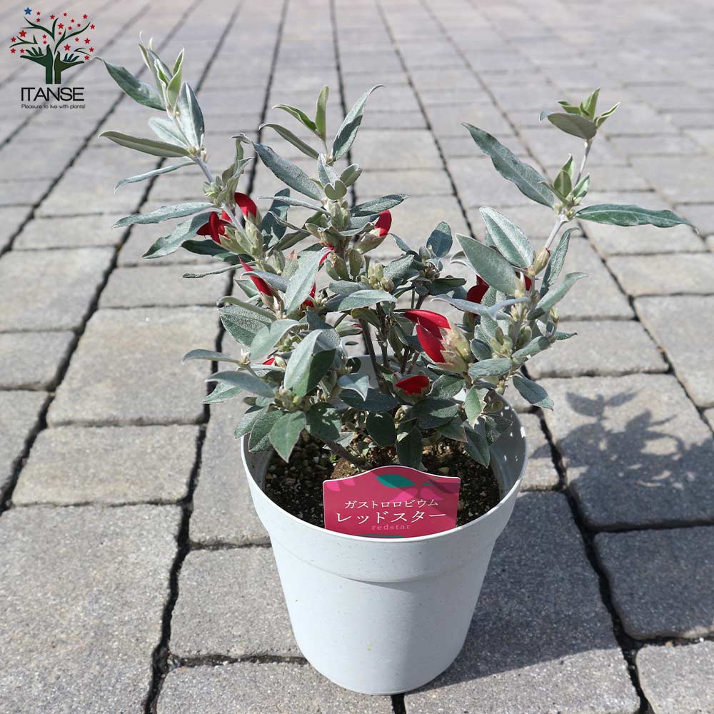ガストロロビウム・レッドスター 【庭木 3.5～4号鉢／1個売り】