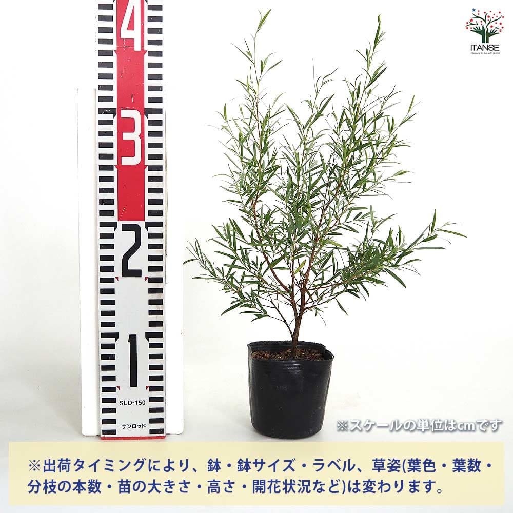 ティーツリー ドラムシルバー 【花木苗 3号】｜ 【植物のITANSE