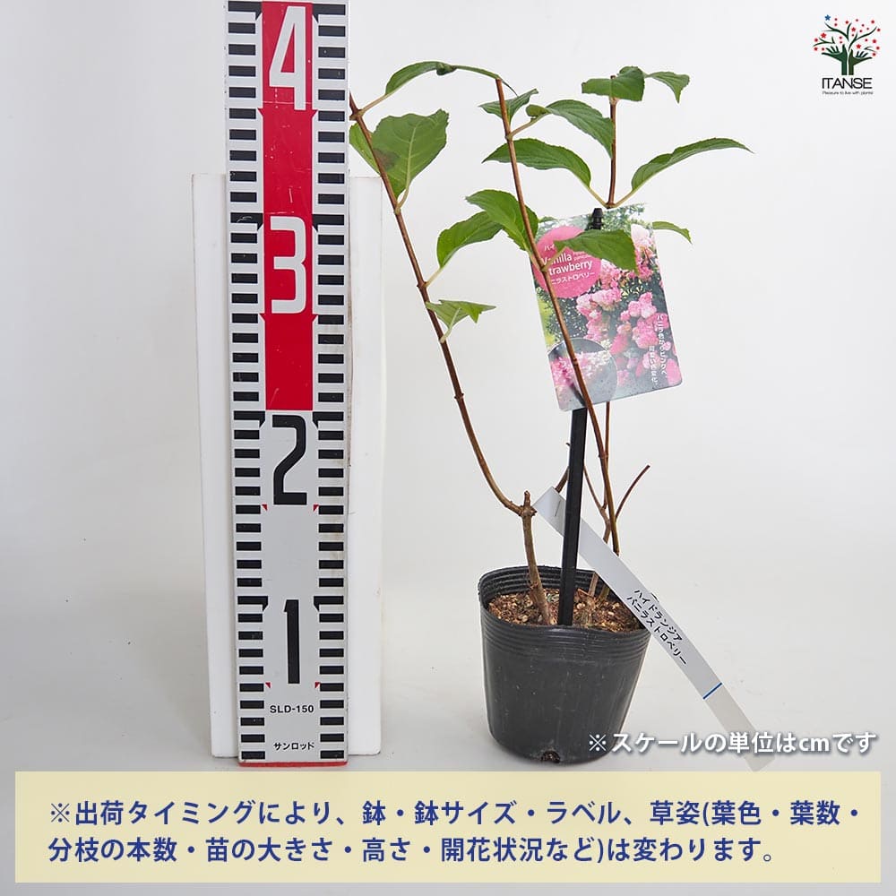 ハイドランジア バニラストロベリー 【花木苗 3.5号／1個売り