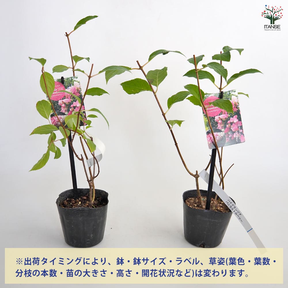 ハイドランジア バニラストロベリー 【花木苗 3.5号／1個売り