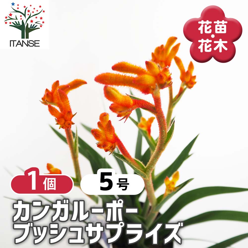 カンガルーポー サプライズ 【花苗 5号／1個売り】