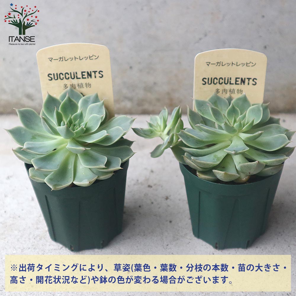 グラプトベリア・マーガレットレッピン【多肉植物 2.5号鉢／1個売り