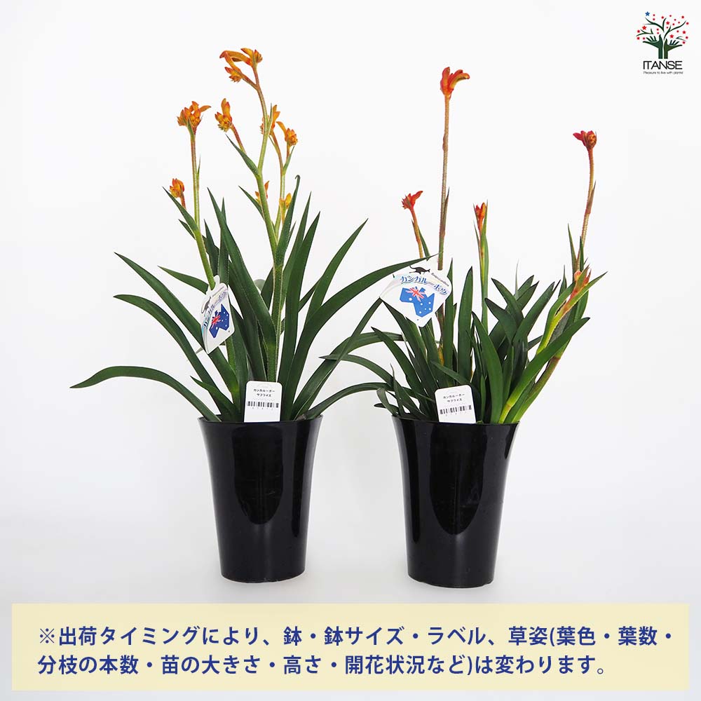 カンガルーポー サプライズ 【花苗 5号／1個売り】