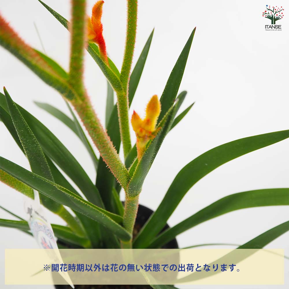 カンガルーポー サプライズ 【花苗 5号／1個売り】