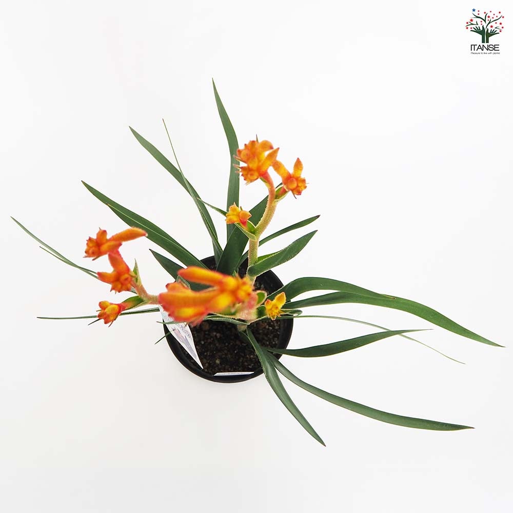 カンガルーポー サプライズ 【花苗 5号／1個売り】