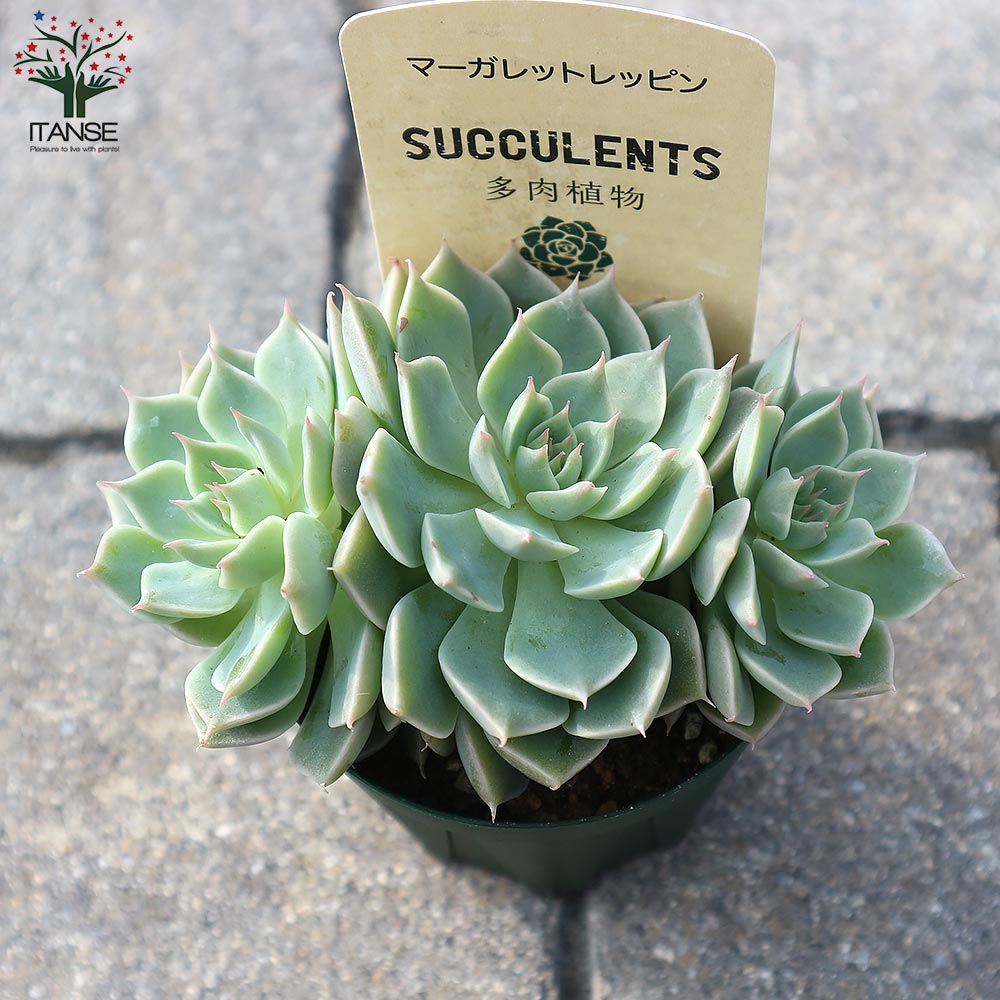 グラプトベリア・マーガレットレッピン【多肉植物 2.5号鉢／1個売り