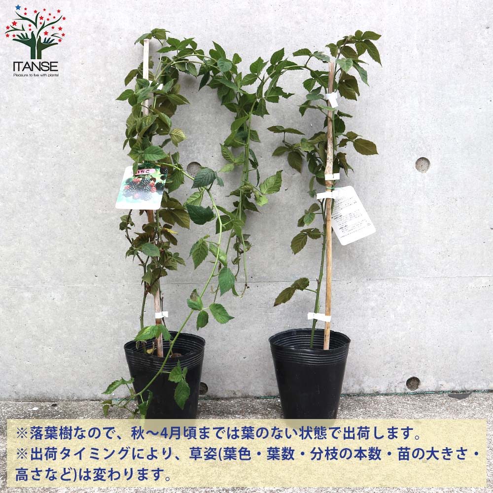 今季ブランド ラズベリーの苗木 ブラックベリーラズベリー苗 木苺 木いちご 木イチゴ キイチゴ Raspberry Rubus Megjc Gov Jm