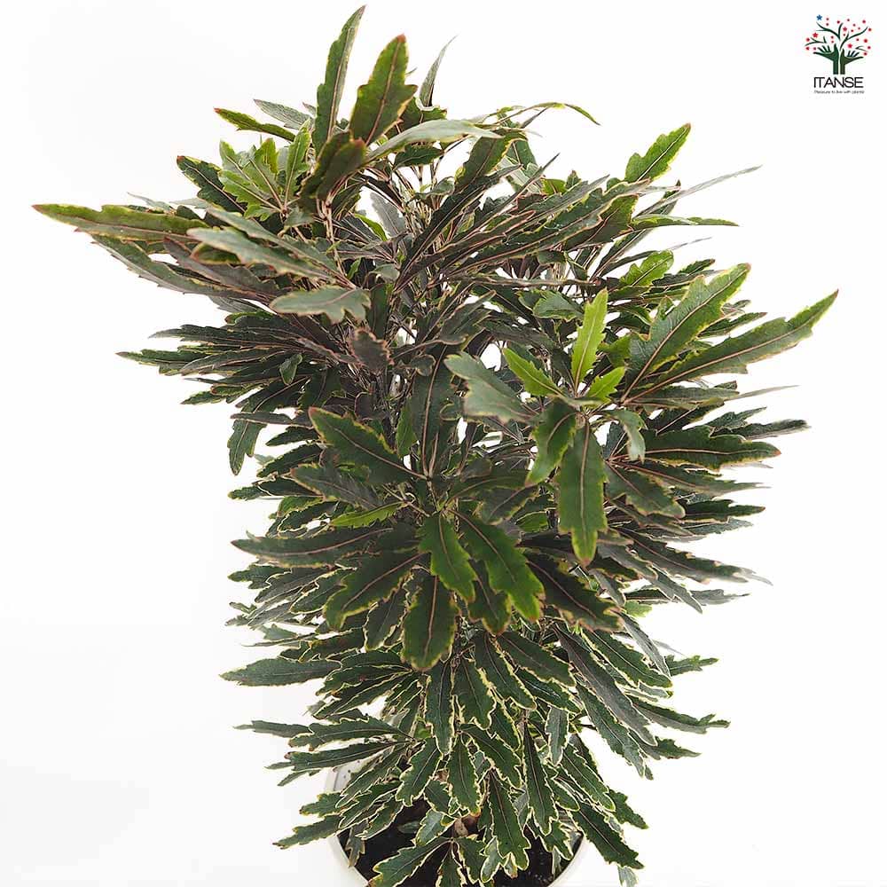 アラレアビアンカ 【観葉植物 5号／1個売り】｜ 【植物のITANSE