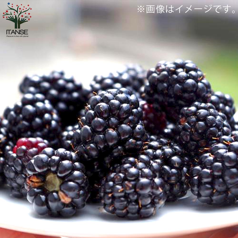 ラズベリーの苗木 ブラックベリー【果樹の苗木 4～5号／1個売り