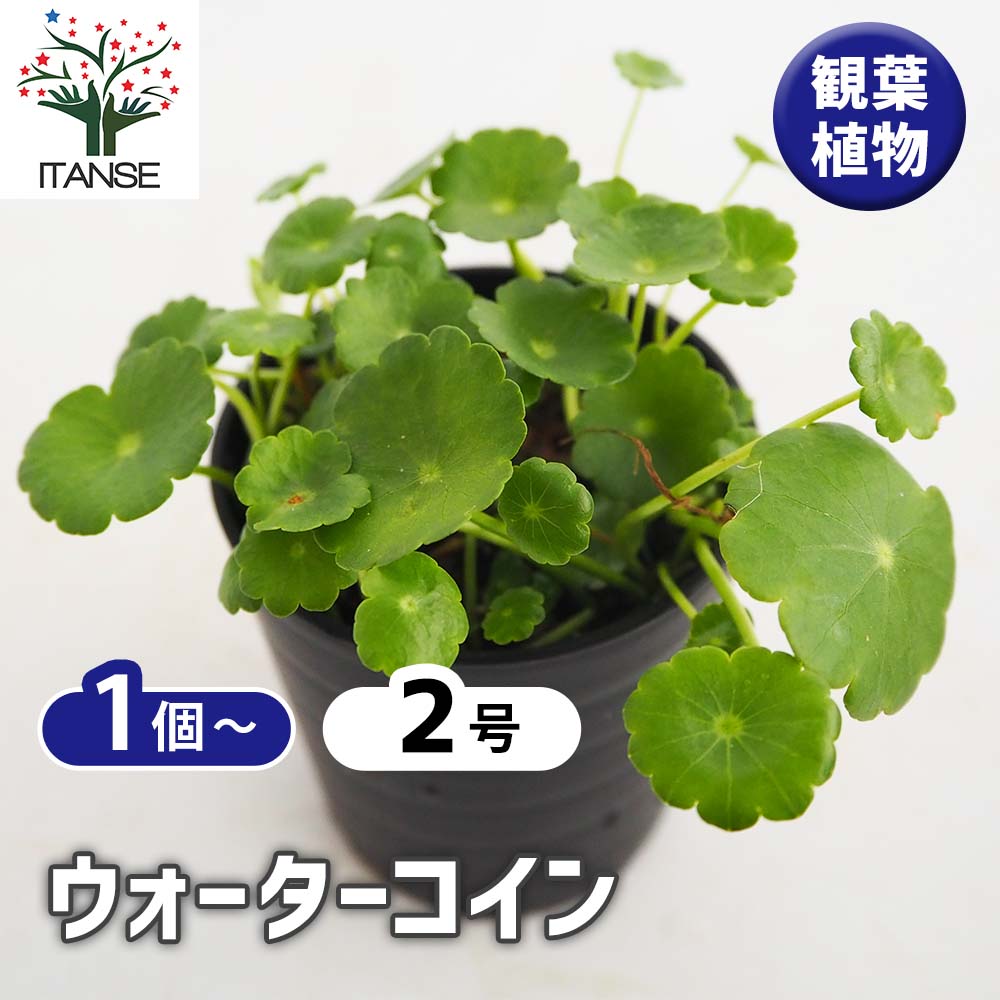 水草 ウォーターコイン 【観葉植物 2号】