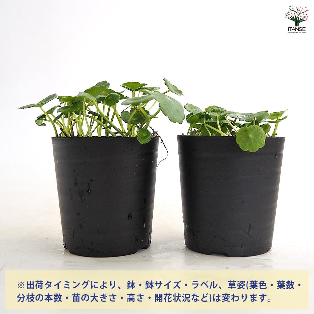 水草 ウォーターコイン 【観葉植物 2号】