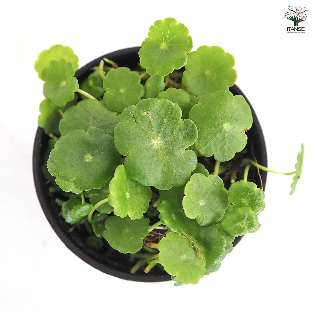 水草 ウォーターコイン 【観葉植物 2号】