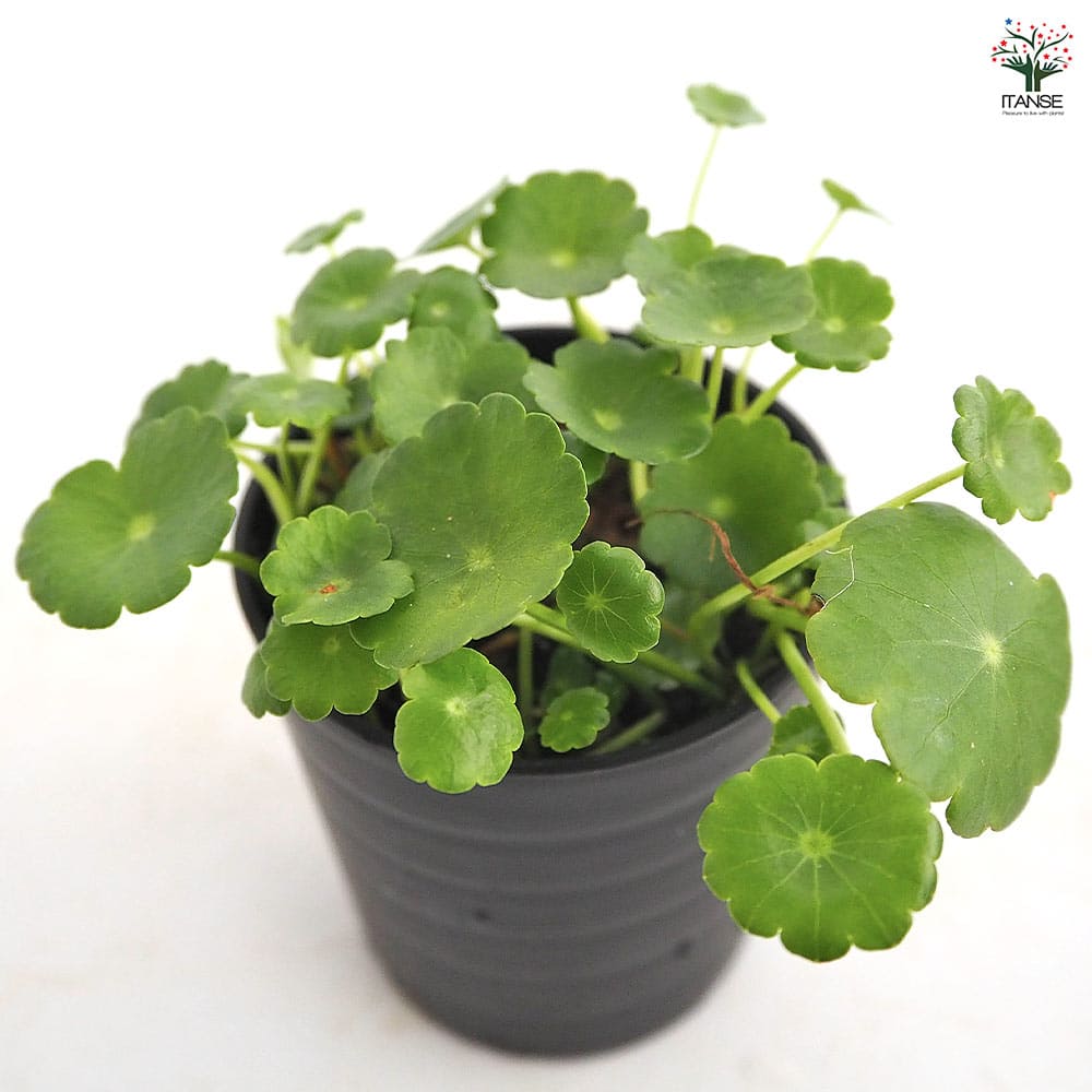 水草 ウォーターコイン 【観葉植物 2号】