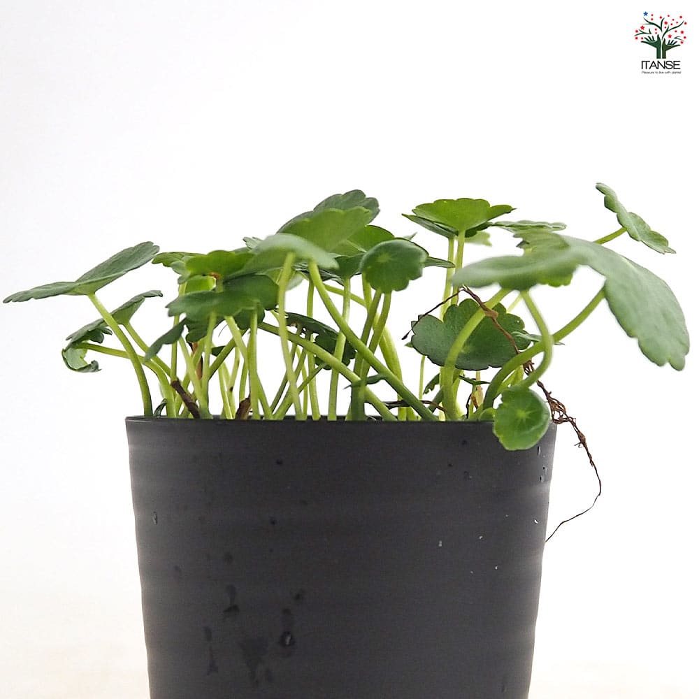 水草 ウォーターコイン 【観葉植物 2号】
