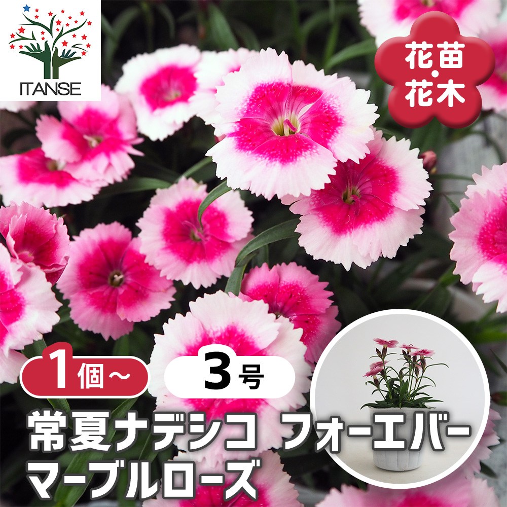 常夏ナデシコ フォーエバー マーブルローズ 【花苗 3号】｜ 【植物の