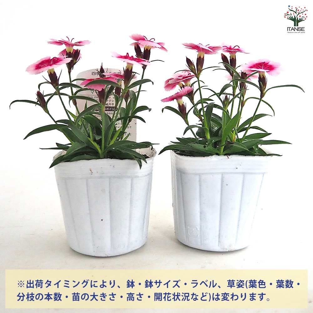 常夏ナデシコ フォーエバー マーブルローズ 【花苗 3号】｜ 【植物の