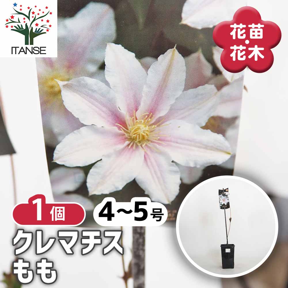 クレマチス もも 【花苗 4号／1個売り】｜ 【植物のITANSE】全品