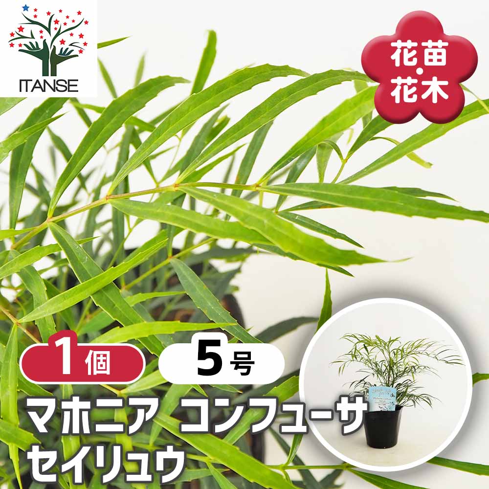 マホニア コンフーサ セイリュウ 【花木苗 5号／1個売り】｜ 【植物の