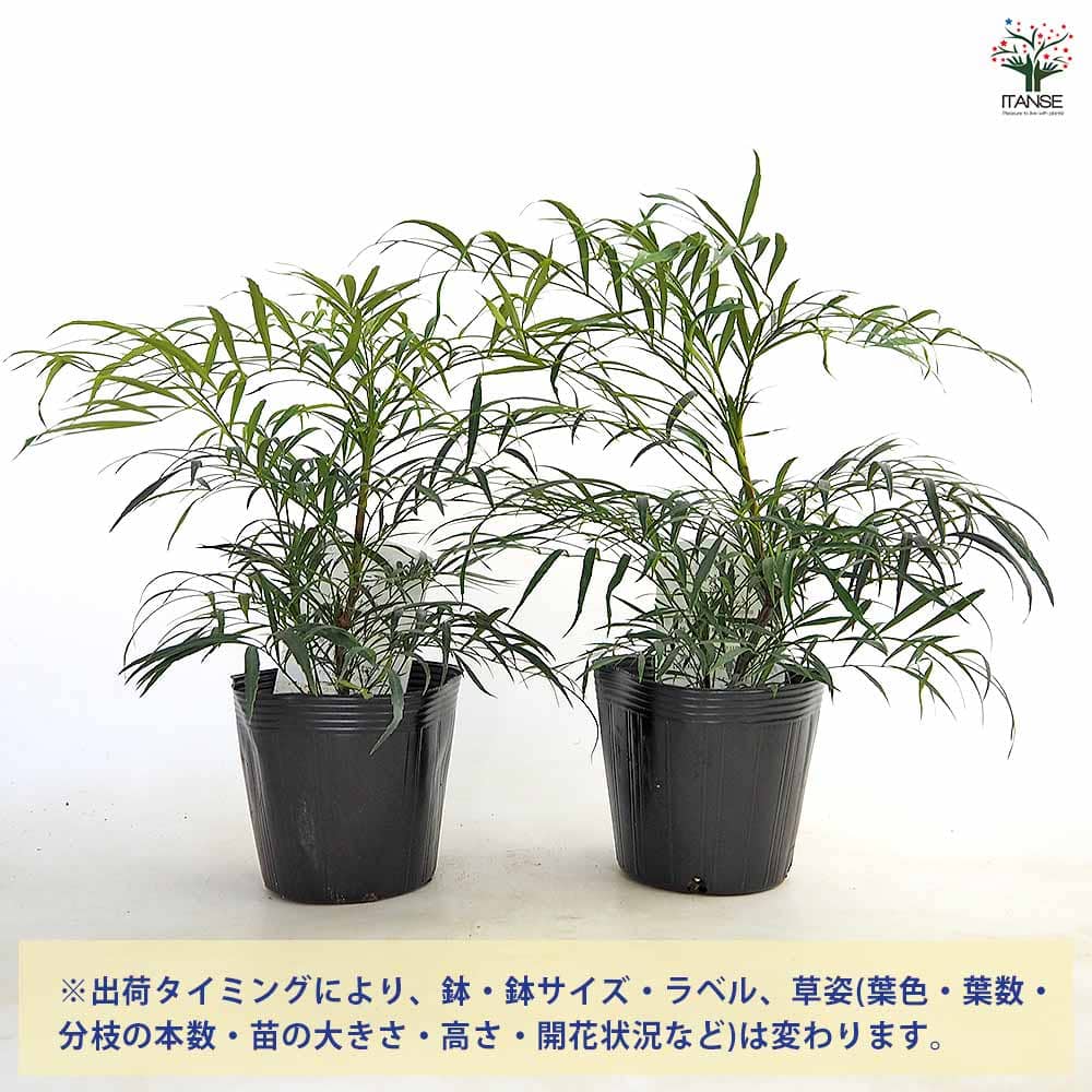 マホニア コンフーサ セイリュウ 【花木苗 5号／1個売り】｜ 【植物の