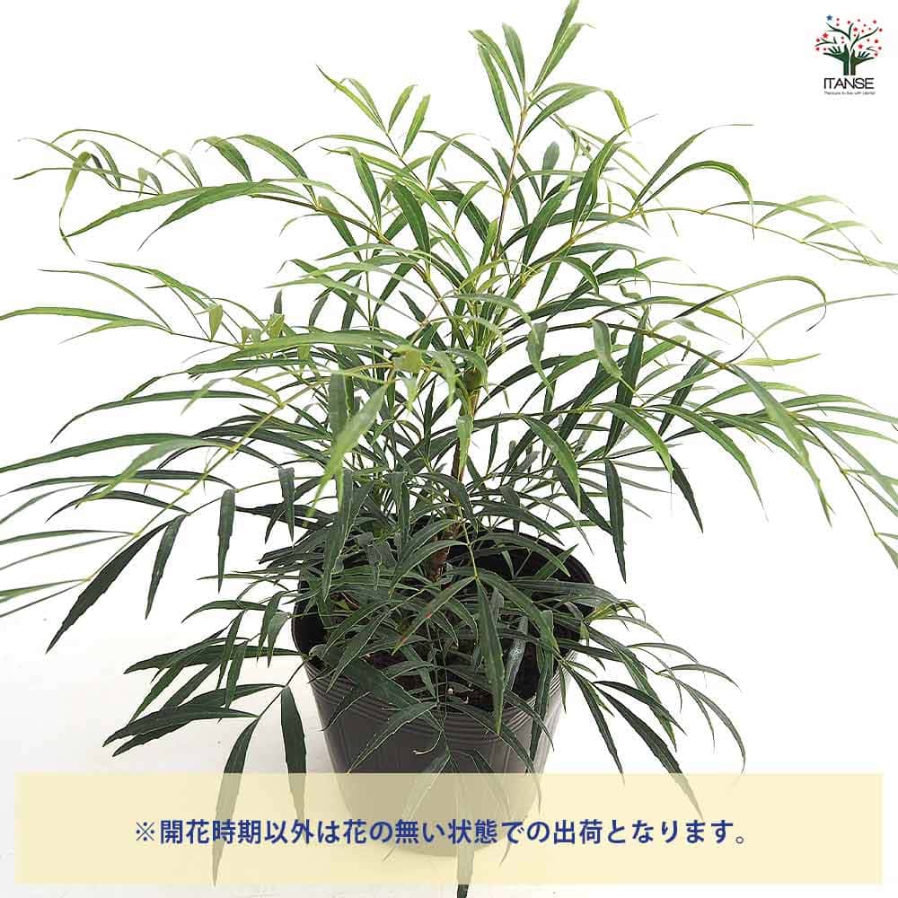 マホニア コンフーサ セイリュウ 【花木苗 5号／1個売り】｜ 【植物の