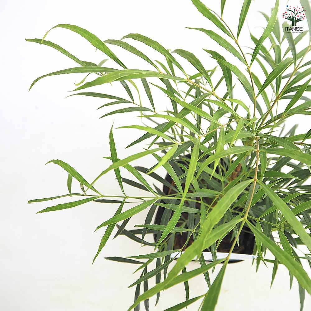 マホニア コンフーサ セイリュウ 【花木苗 5号／1個売り】｜ 【植物の