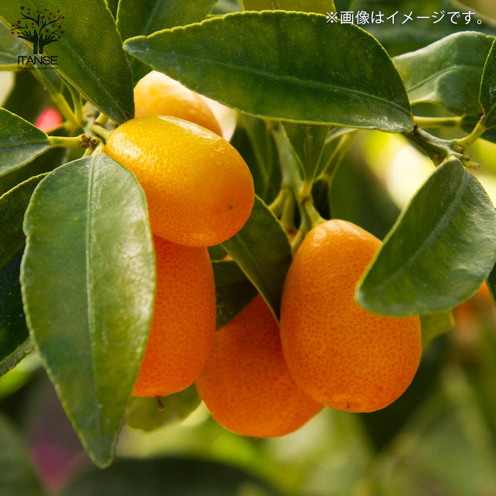 金柑　苗木　ぷちまる タネなし金柑 『 ぷちまる 』 接ぎ木 15cmポット苗 （ プチマル