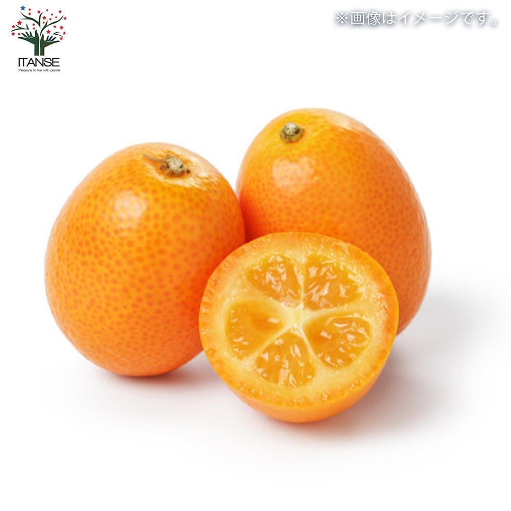 ぷちまる金柑　大苗木　(種無し金柑) 楽天市場】金柑 苗 【ぷちまる】 種なしきんかん 2年生接木苗 登録品種