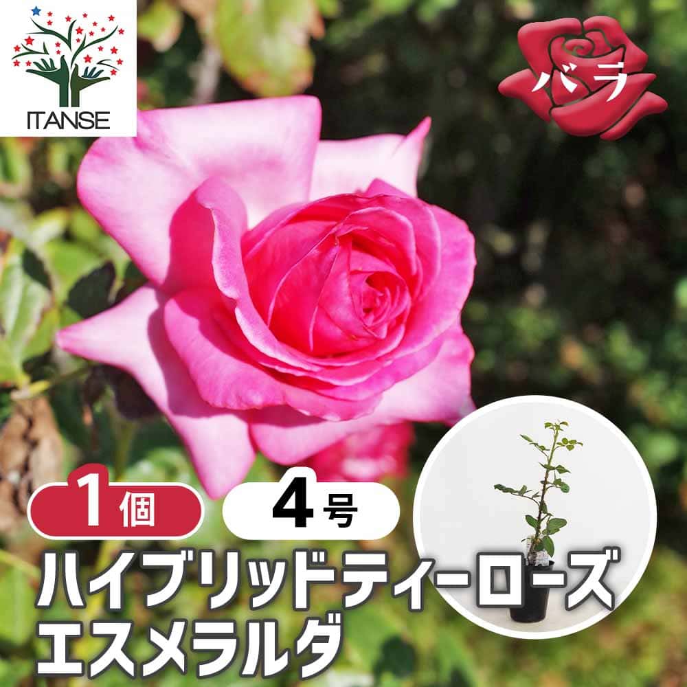 薔薇 エスメラルダ 接木 【花木苗 4号／1個売り】｜ 【植物の