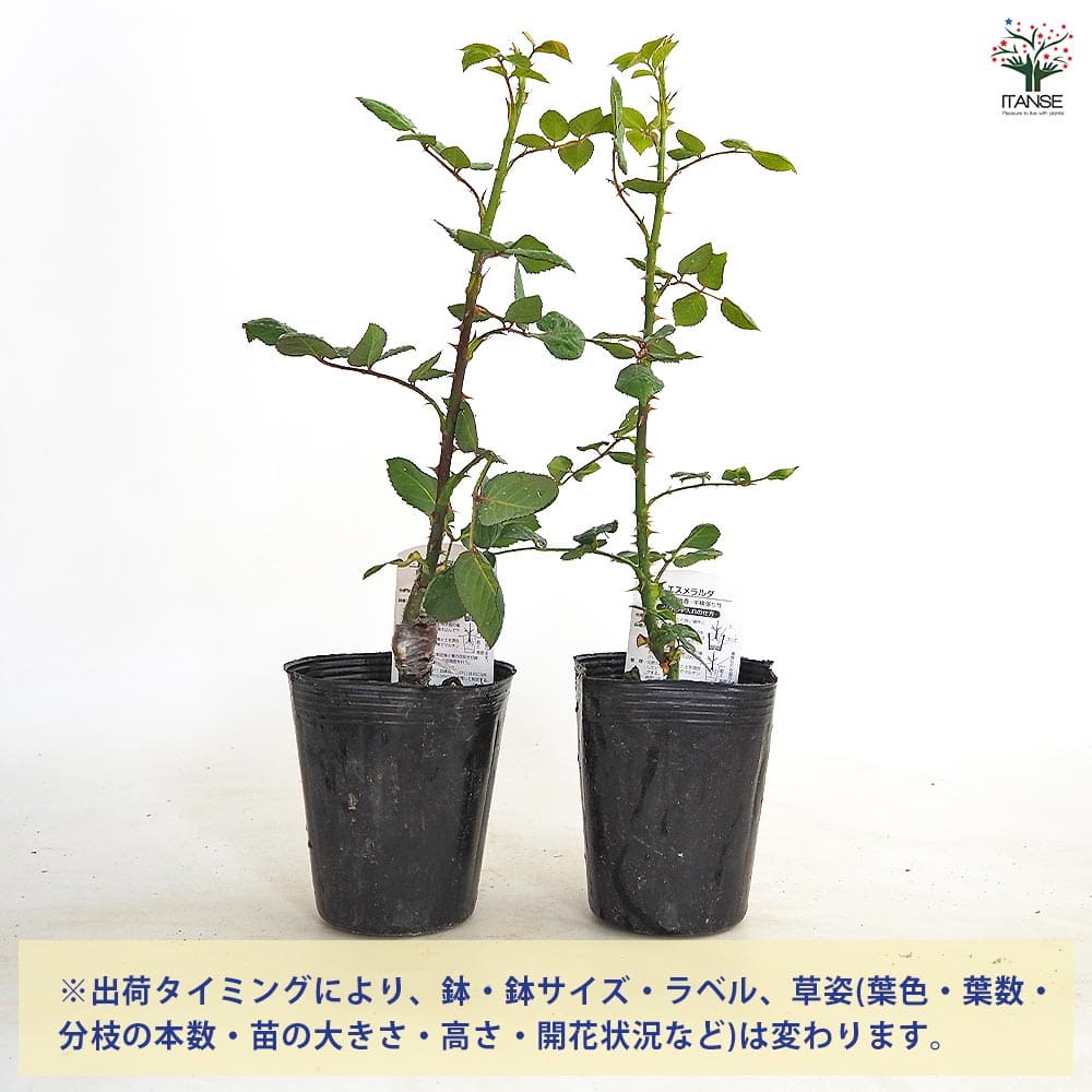 薔薇 エスメラルダ 接木 【花木苗 4号／1個売り】｜ 【植物の