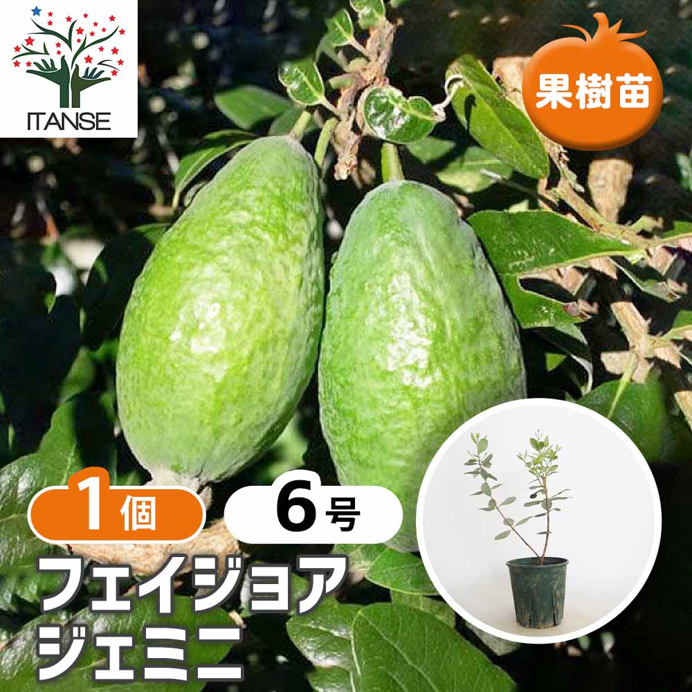 フェイジョア ジェミニ 【果樹の苗木 6号／1個売り】｜ 【植物の