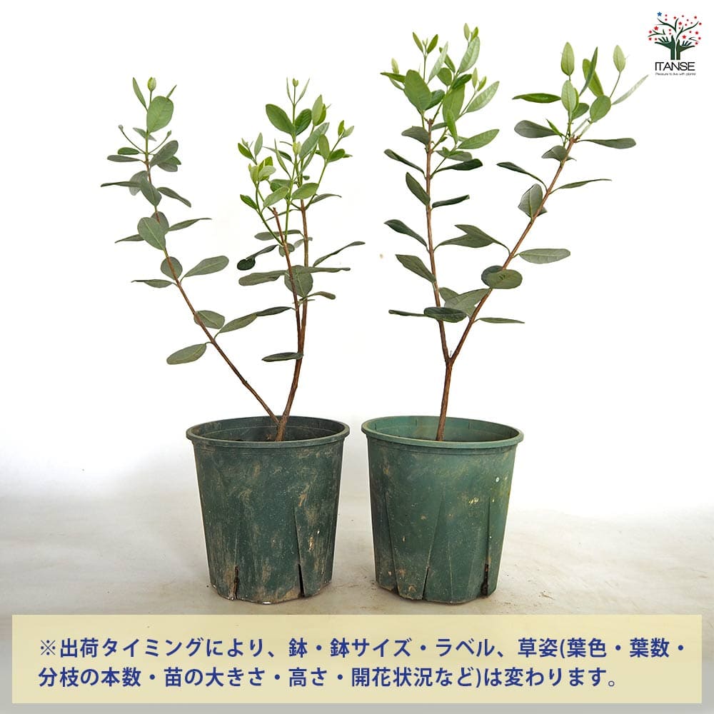 フェイジョア ジェミニ 【果樹の苗木 6号／1個売り】｜ 【植物の
