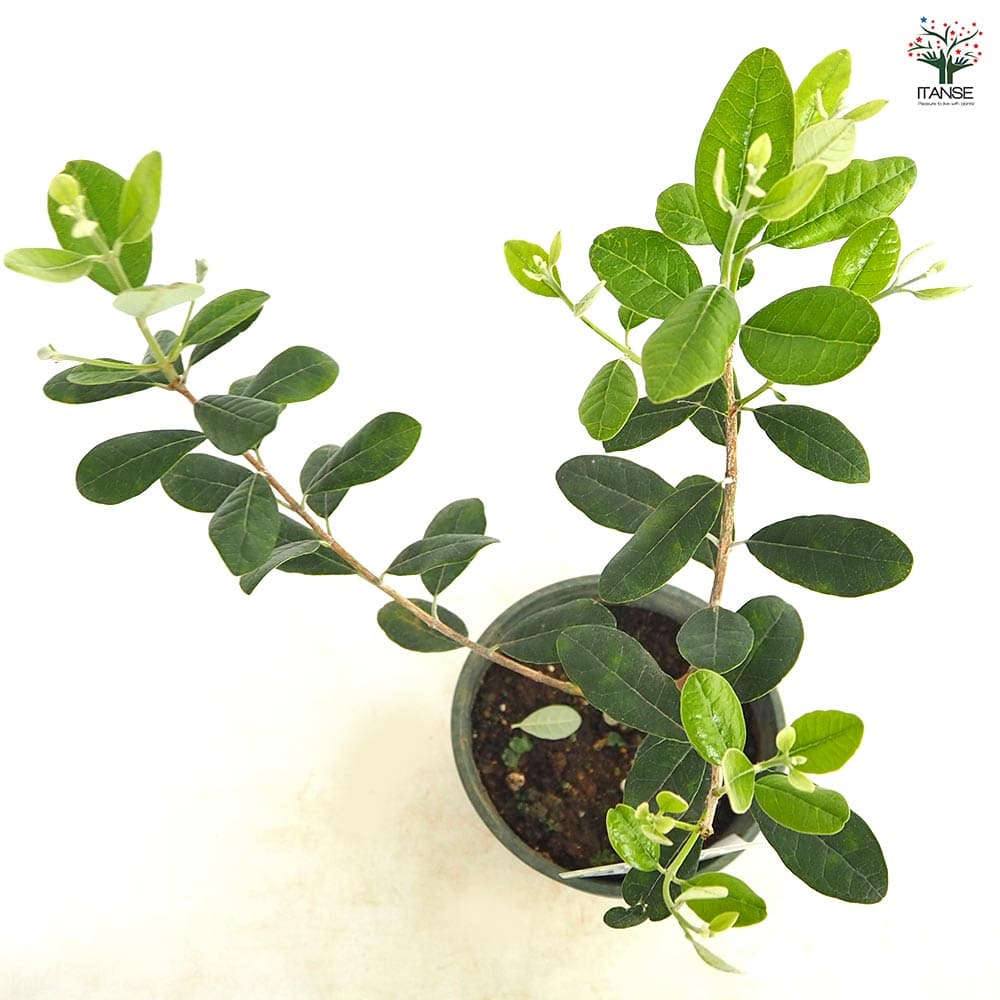 フェイジョア ジェミニ 【果樹の苗木 6号／1個売り】｜ 【植物の