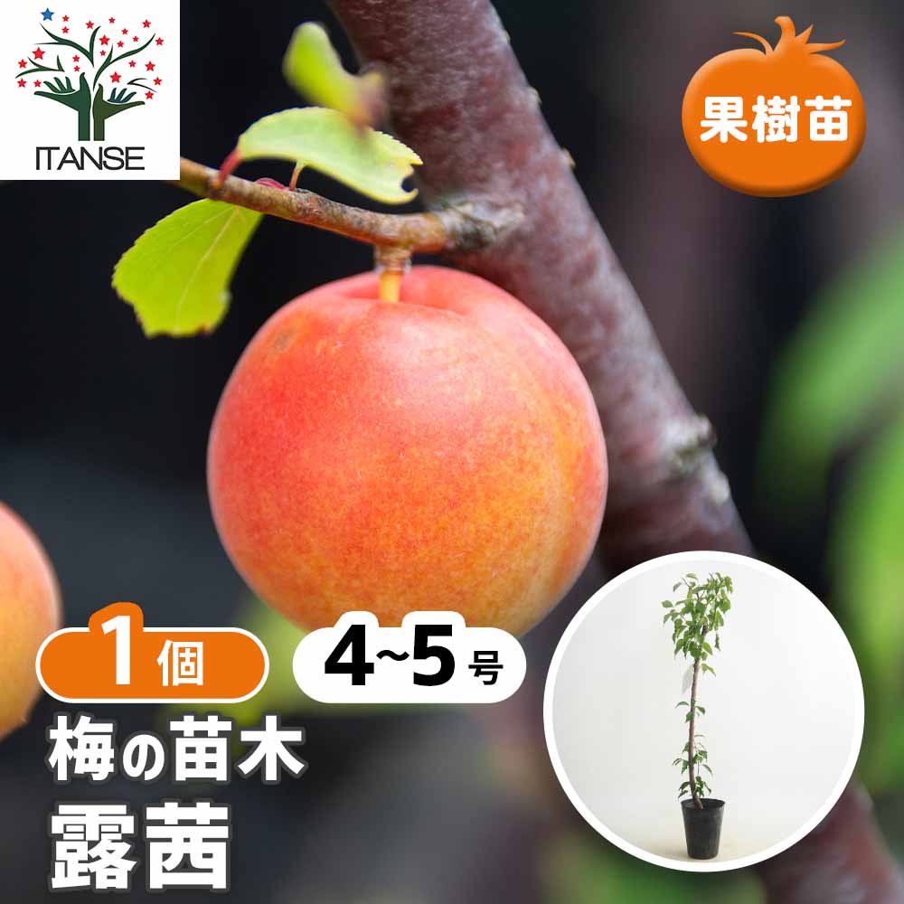 梅の苗木 露茜 【果樹の苗 4～5号／1個売り】｜ 【植物のITANSE