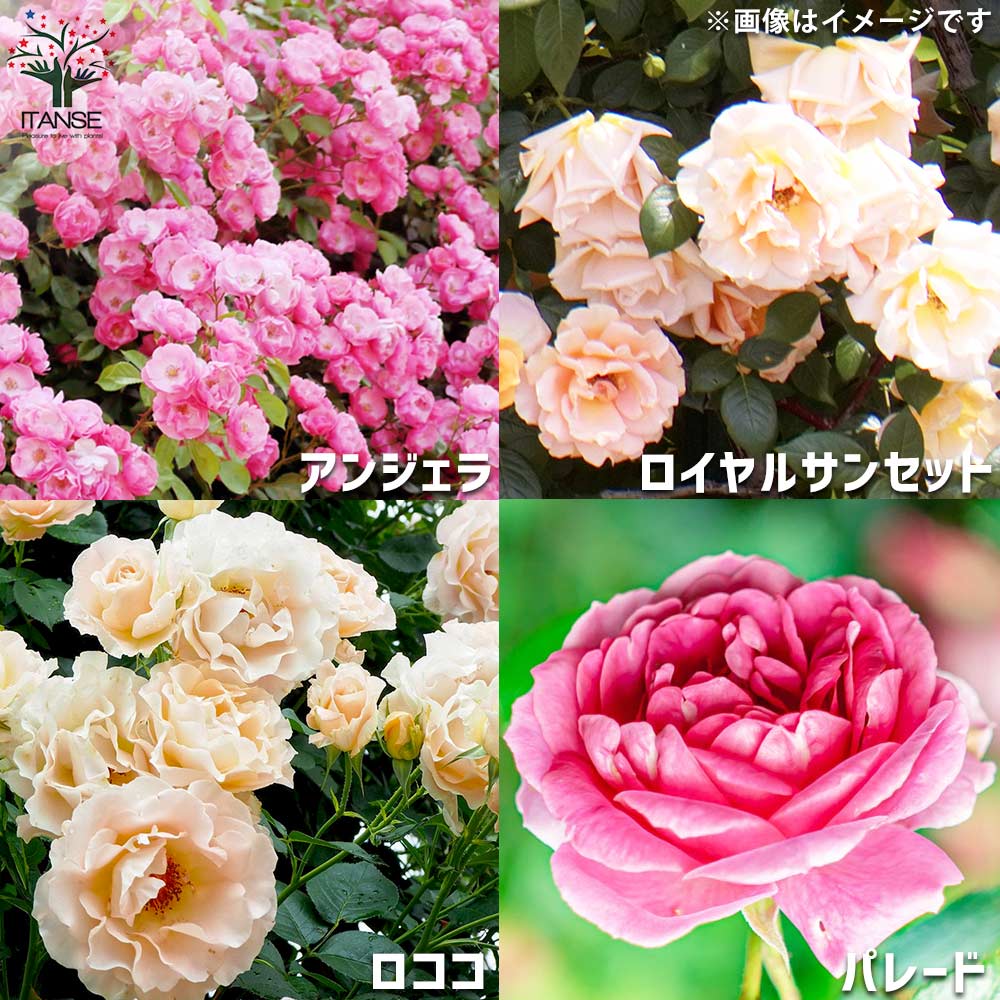 つる薔薇 名花8品種 各1個セット【花苗 5号角鉢新苗／お買い得8個