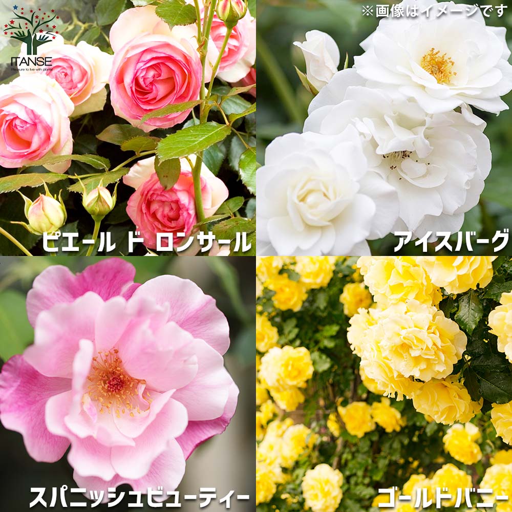 つる薔薇 名花8品種 各1個セット【花苗 5号角鉢新苗／お買い得8個