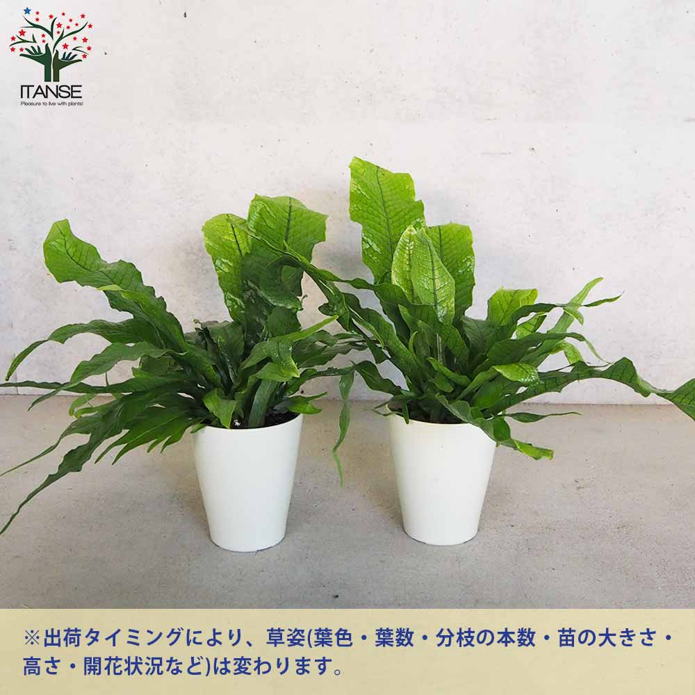 クロコダイルファーン【観葉植物 5号鉢／1個売り】｜ 【植物の